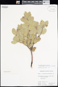 Arctostaphylos glandulosa var. cushingiana image