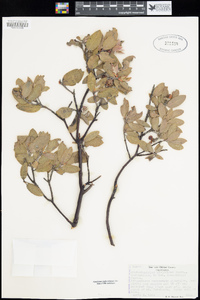 Arctostaphylos glandulosa subsp. crassifolia image