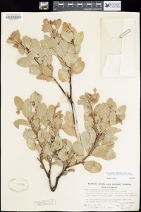 Arctostaphylos glandulosa image