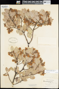 Arctostaphylos glandulosa image