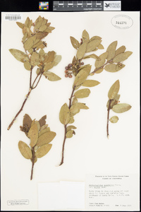 Arctostaphylos glandulosa image