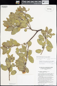 Arctostaphylos glandulosa image