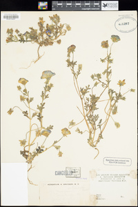 Nemophila menziesii image