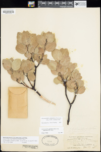 Arctostaphylos glandulosa image