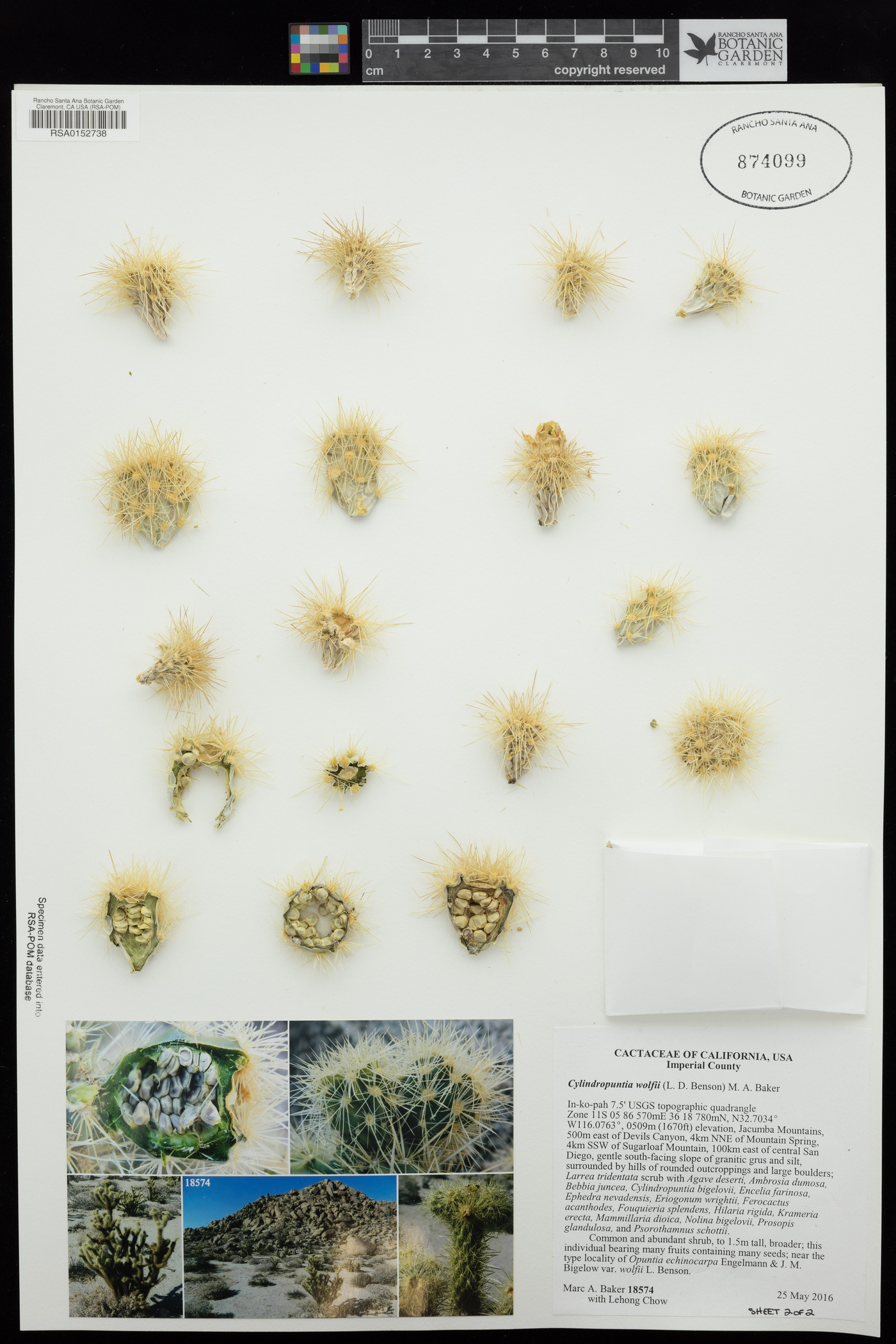 Cylindropuntia wolfii image