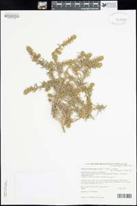 Sclerolaena lanicuspis image