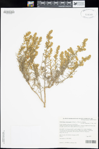 Sclerolaena lanicuspis image