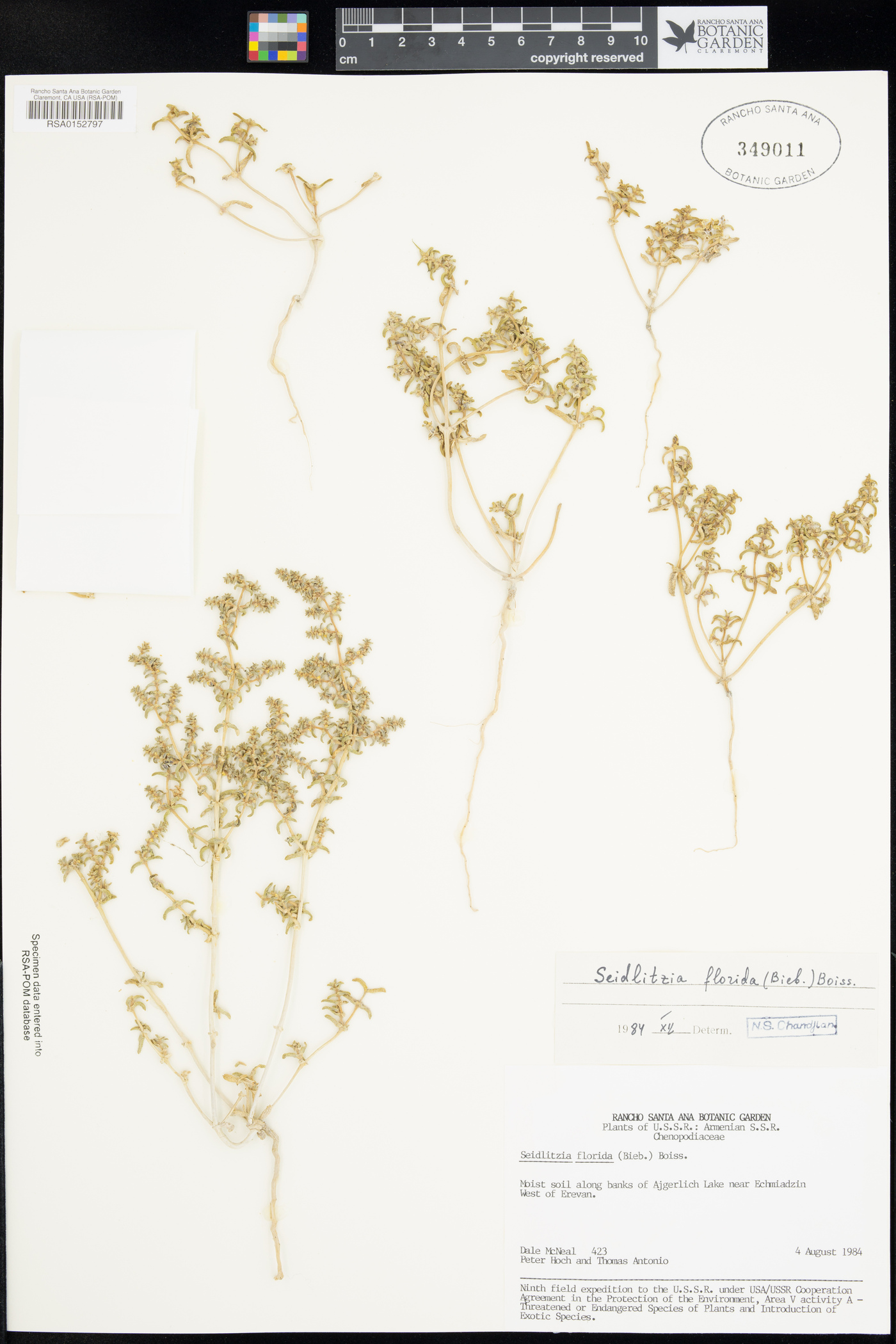 Salsola kavirensis image