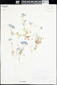 Nemophila menziesii image