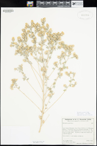 Brickellia nevinii image