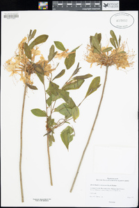 Rhododendron austrinum image