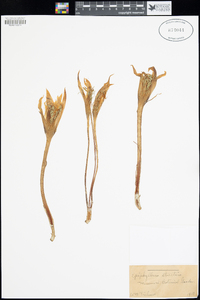 Epiphyllum strictum image