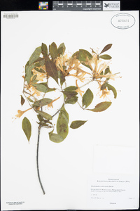 Rhododendron alabamense image