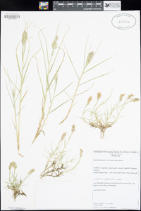 Distichlis spicata subsp. spicata image