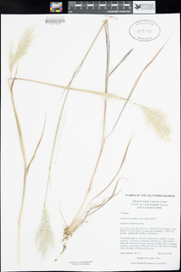 Bothriochloa barbinodis image