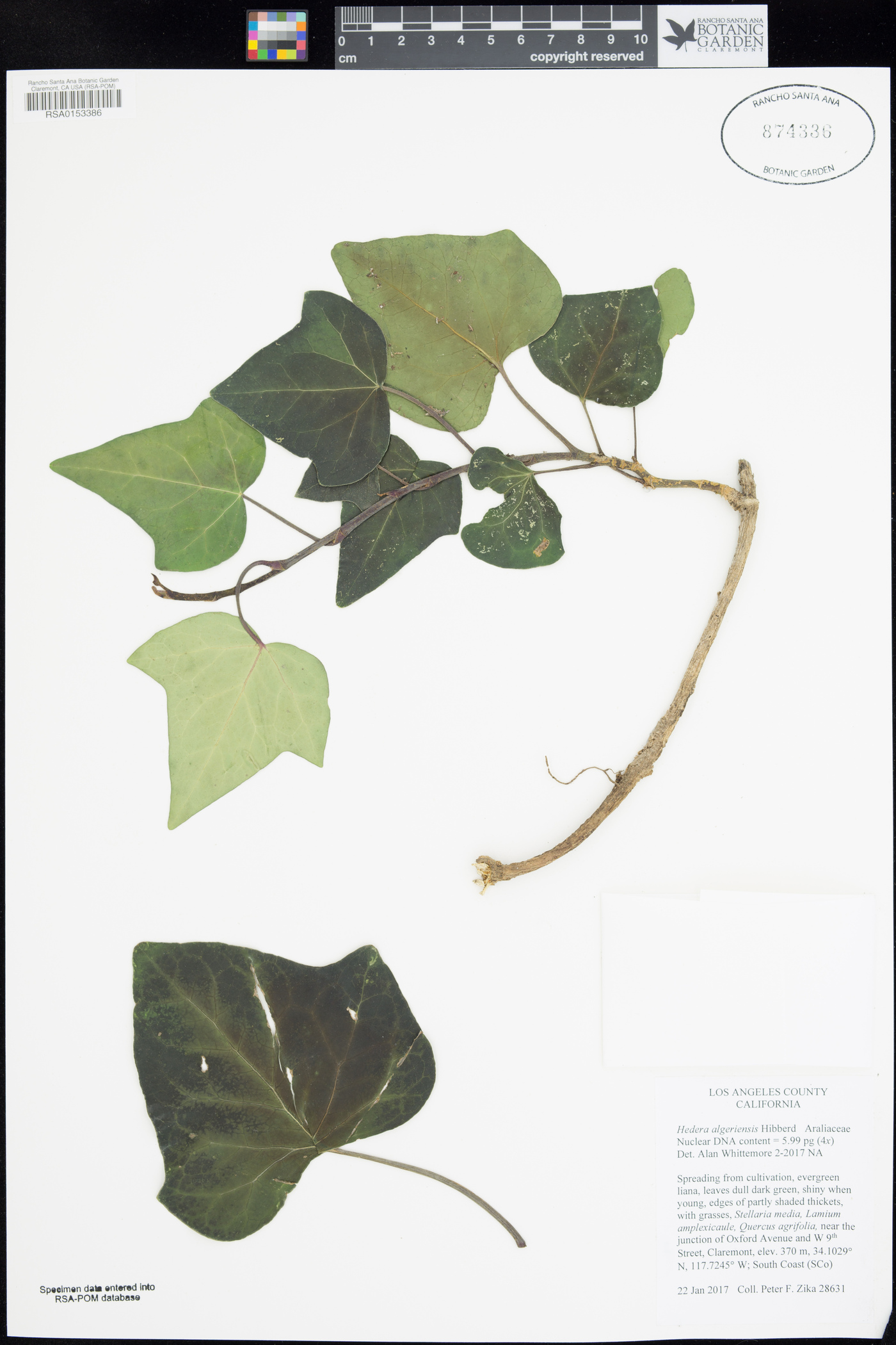 Hedera canariensis image