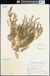 Suaeda calceoliformis image