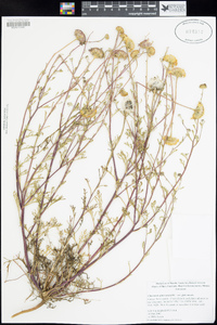 Chaenactis glabriuscula var. glabriuscula image