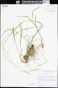 Elymus glaucus image