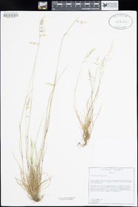 Festuca microstachys image