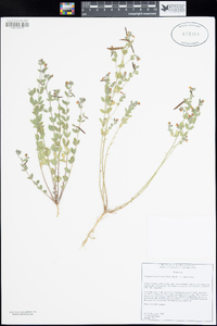 Acmispon americanus var. americanus image