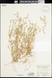 Cryptantha clevelandii image