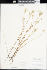 Cryptantha hispidissima image