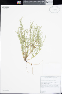 Cryptantha microstachys image