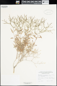 Eriogonum heermannii var. floccosum image