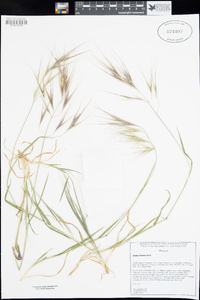 Bromus diandrus image