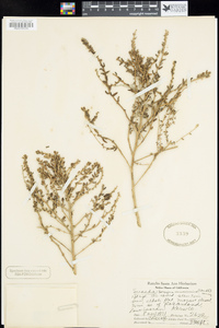 Kochia californica image