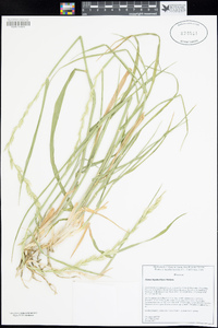 Elymus hispidus image