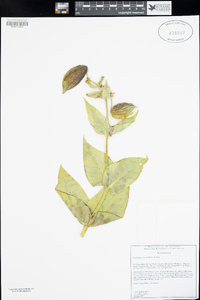 Asclepias vestita image