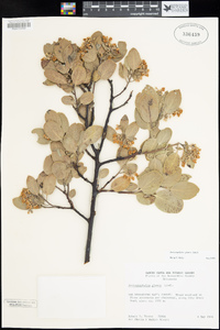 Arctostaphylos glauca image