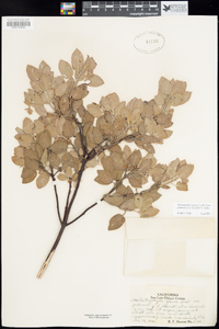 Arctostaphylos glauca image