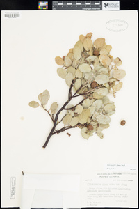 Arctostaphylos glauca image