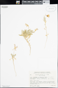 Oenothera deltoides subsp. deltoides image