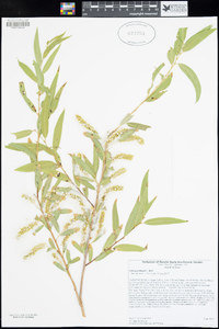 Salix gooddingii image