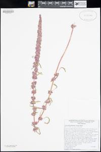 Amaranthus fimbriatus image