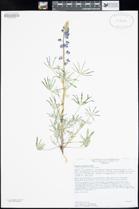 Lupinus sparsiflorus image