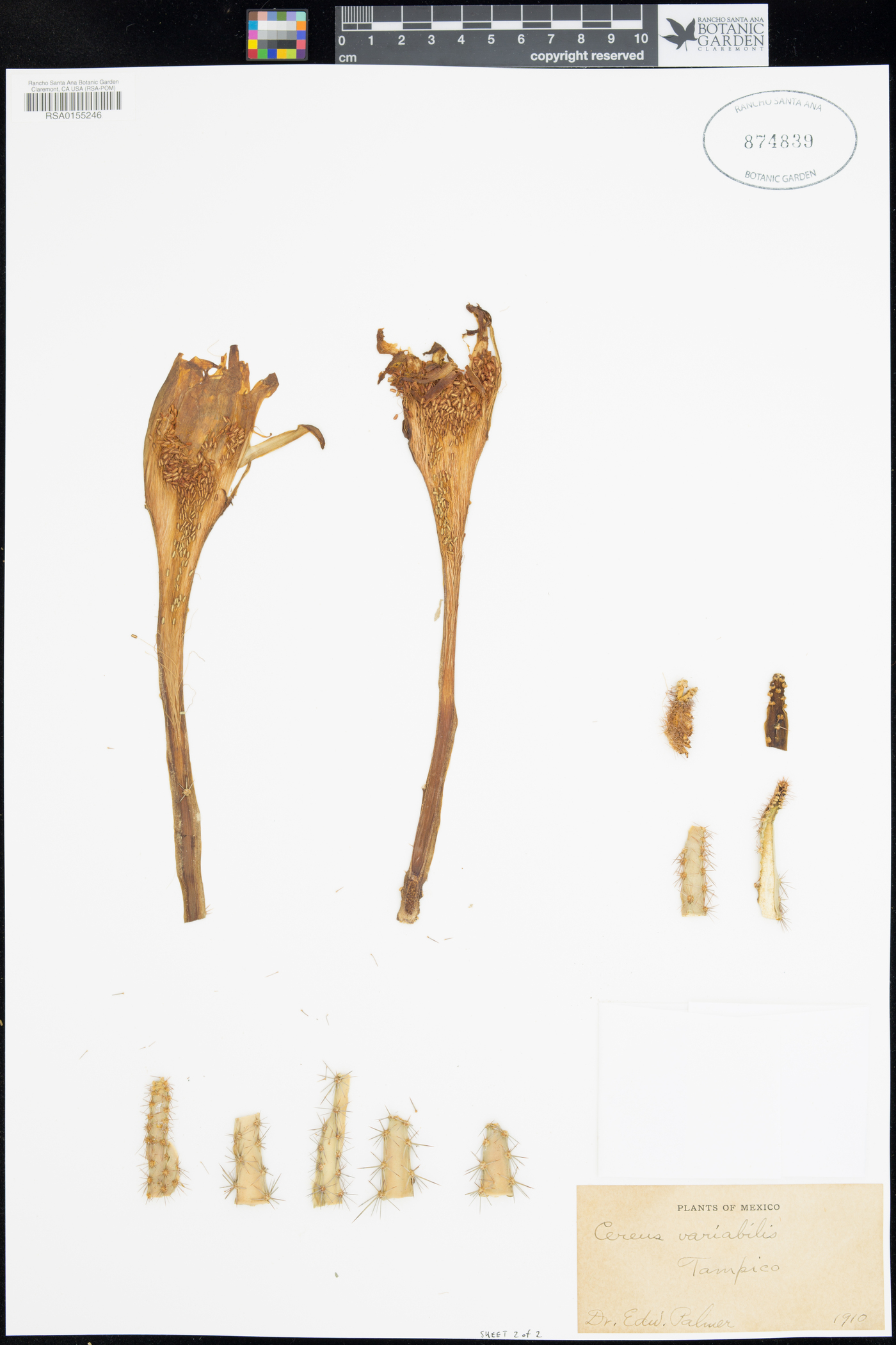 Cereus variabilis image