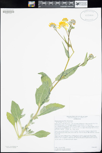 Geraea canescens image