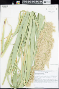 Phragmites australis image