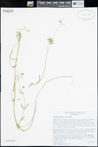 Funastrum hirtellum image