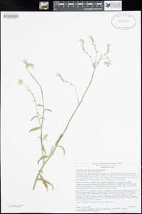 Cryptantha muricata image