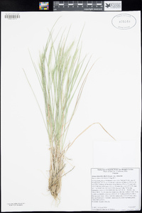 Elymus elymoides image