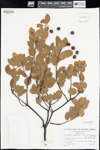 Arctostaphylos manzanita subsp. manzanita image