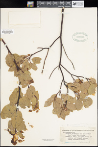 Arctostaphylos manzanita image