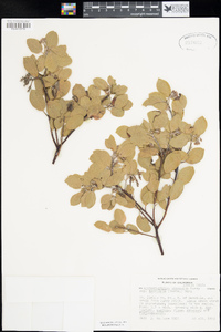 Arctostaphylos manzanita subsp. laevigata image