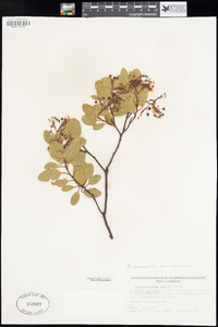 Arctostaphylos manzanita image